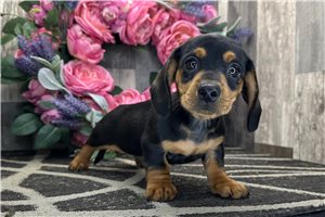 Lancelot - Tweenie Dachshund for sale