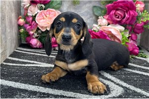Laney - Dachshund, Tweenie for sale