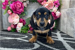 Lancelot - Dachshund, Tweenie for sale