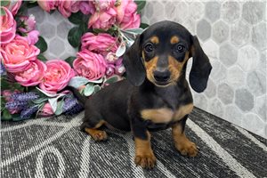 Laney - Dachshund, Tweenie for sale