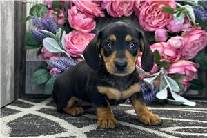 Laney - Dachshund, Tweenie for sale