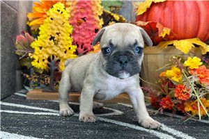 Daylin - French Bulldog for sale