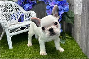 Fitz - French Bulldog for sale