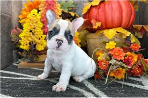 Dawn - French Bulldog for sale