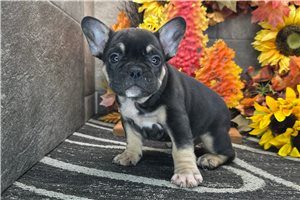 Debby - French Bulldog for sale