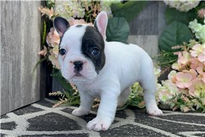 June - puppy for sale