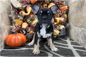 Debby - French Bulldog for sale