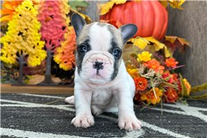 Darya - French Bulldog for sale