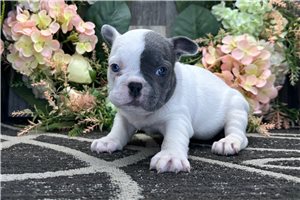Juniper - French Bulldog for sale