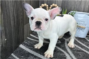 Zeke - French Bulldog for sale