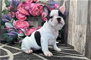June - French Bulldog for sale