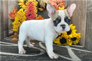 Dawn - French Bulldog for sale