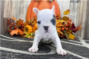 Zinnia - puppy for sale