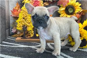 Daylin - French Bulldog for sale