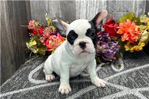Zoey - French Bulldog for sale