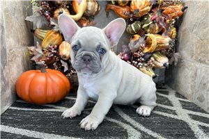 Ethan - French Bulldog for sale