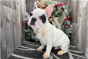 Virgil - French Bulldog for sale