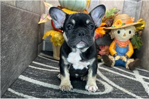 Debby - French Bulldog for sale