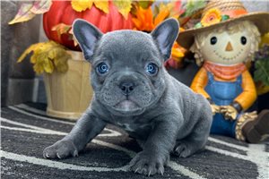 Elixir - puppy for sale