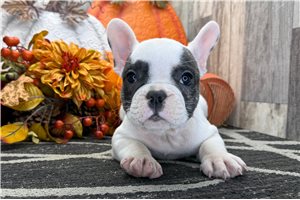 Zorro - puppy for sale