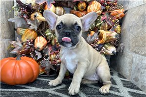 Daylin - French Bulldog for sale