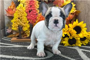 Darya - French Bulldog for sale