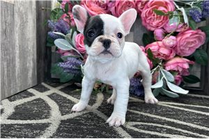 Justine - French Bulldog for sale