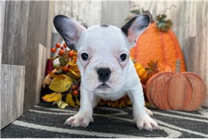 Zane - puppy for sale