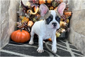 Dawn - French Bulldog for sale