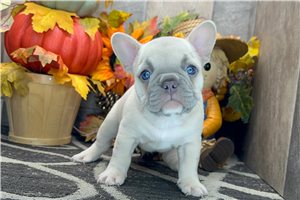 Ethan - French Bulldog for sale