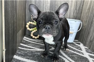 Fancy - French Bulldog for sale