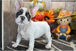Dawn - French Bulldog for sale