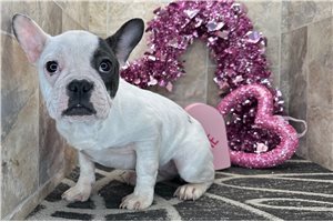 Zola - puppy for sale