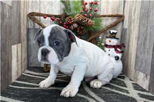 Zazu - puppy for sale