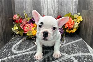 Zachary - French Bulldog for sale