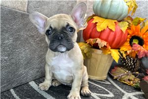Daylin - French Bulldog for sale