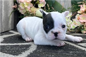 Justine - puppy for sale