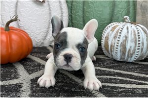 Zachary - puppy for sale