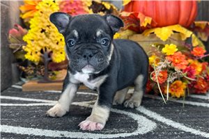 Debby - French Bulldog for sale