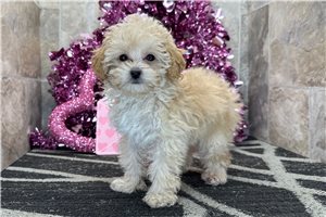 Caiden - Poodle, Toy for sale
