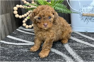 Millie - Toy Poodle for sale