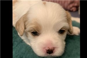 Tiny “Tim” - puppy for sale