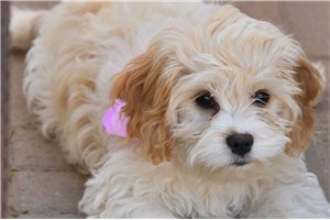 Princess Penny - puppy for sale