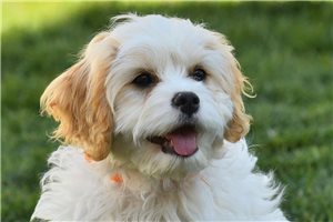 Miss Sparkles - puppy for sale