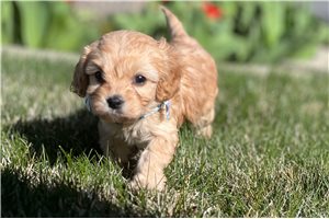 Miss Toni - puppy for sale