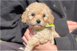 Mr. Mac - puppy for sale