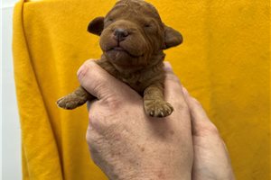 Preston - puppy for sale