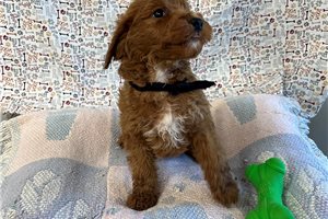 Paxton - puppy for sale