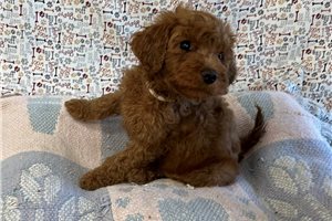 Palmer - puppy for sale