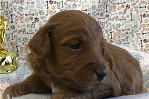 Paxton - Goldendoodle, Mini for sale